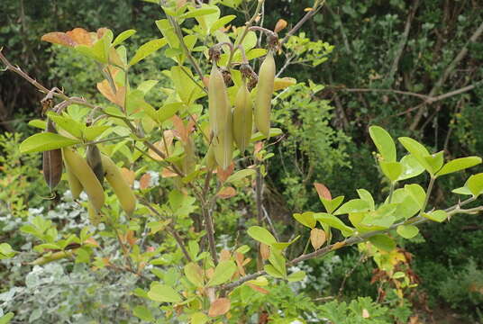 Image of Cape rattle-pod