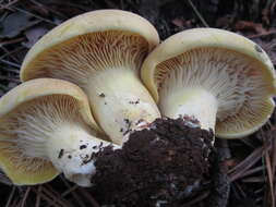 Image de Cantharocybe