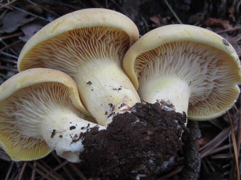 Image of Cantharocybe