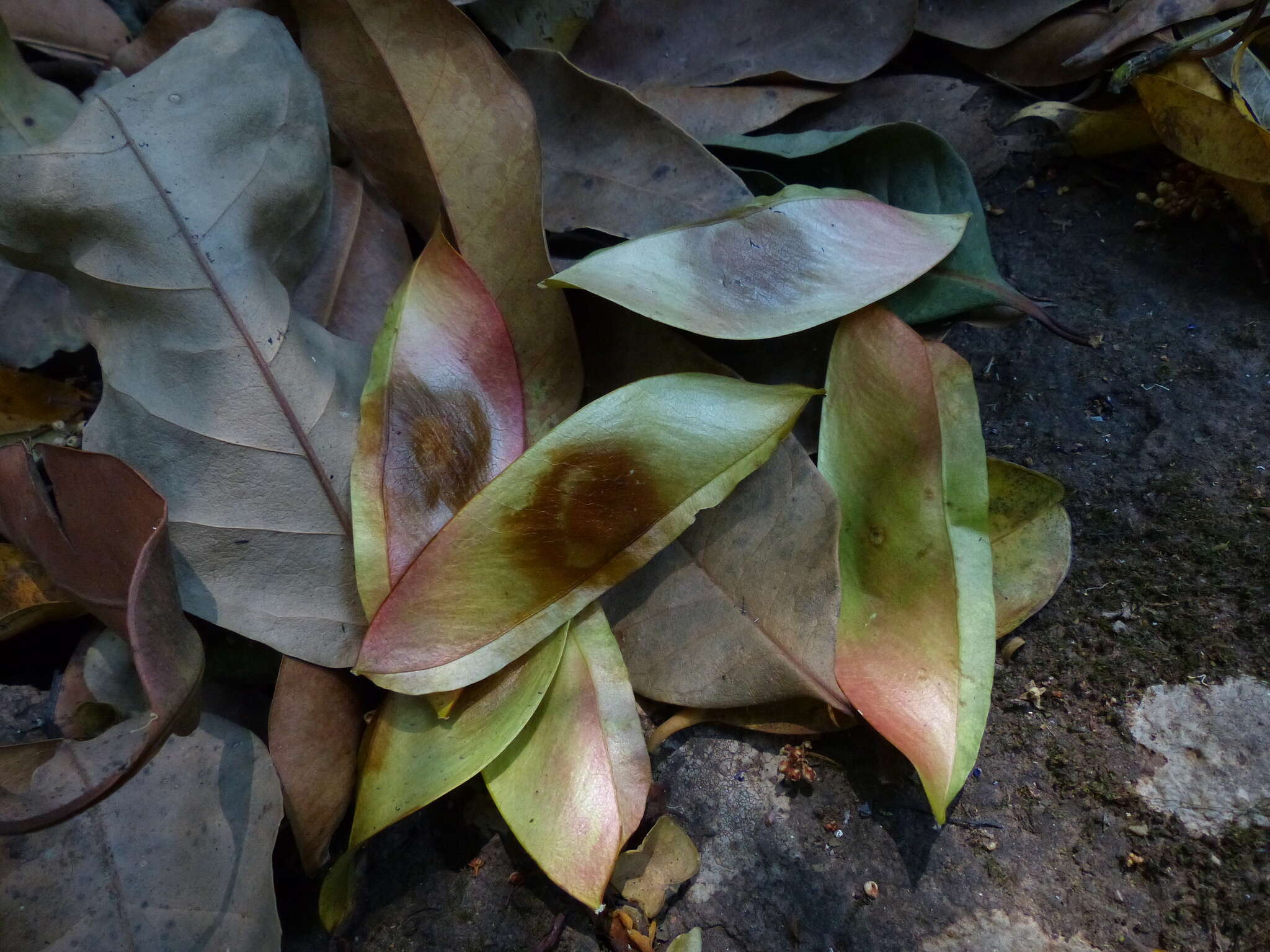 Image of Caesalpinia cucullata Roxb.