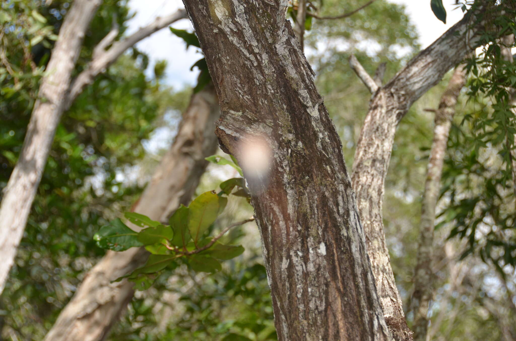 Image of Acacia spirorbis Labill.