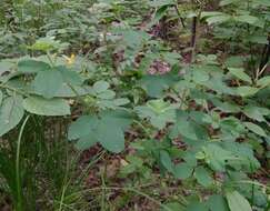 Plancia ëd Medicago platycarpa (L.) Trautv.