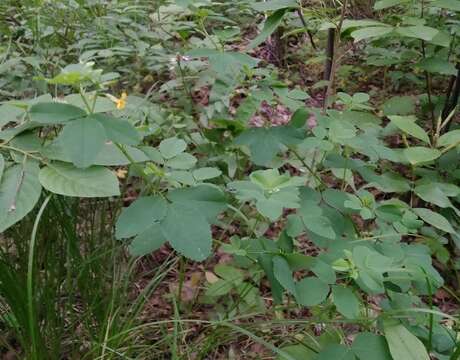 Image of Medicago platycarpa (L.) Trautv.