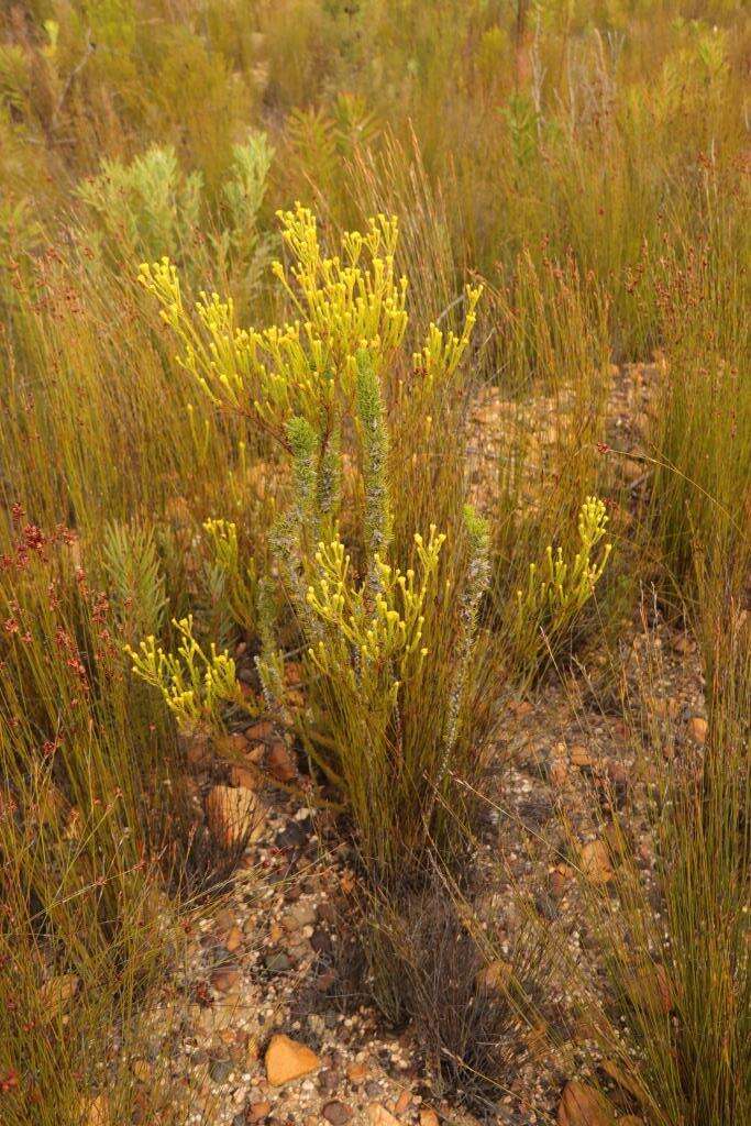 Image of Leucadendron olens I. Williams