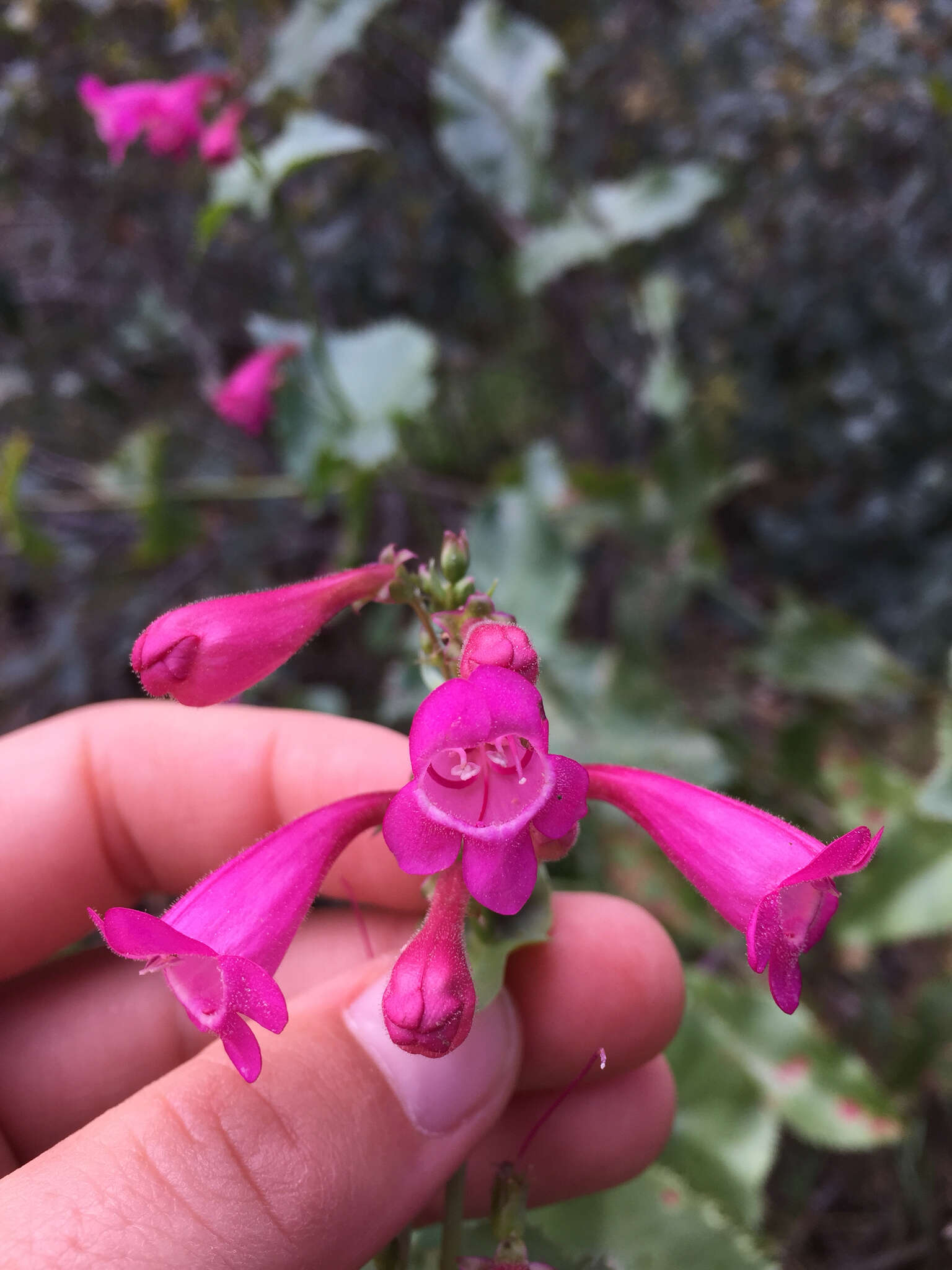 Image of desert penstemon