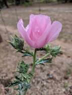 Image of red pricklypoppy