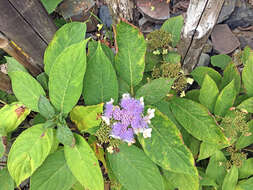 Image of Hydrangea involucrata Siebold