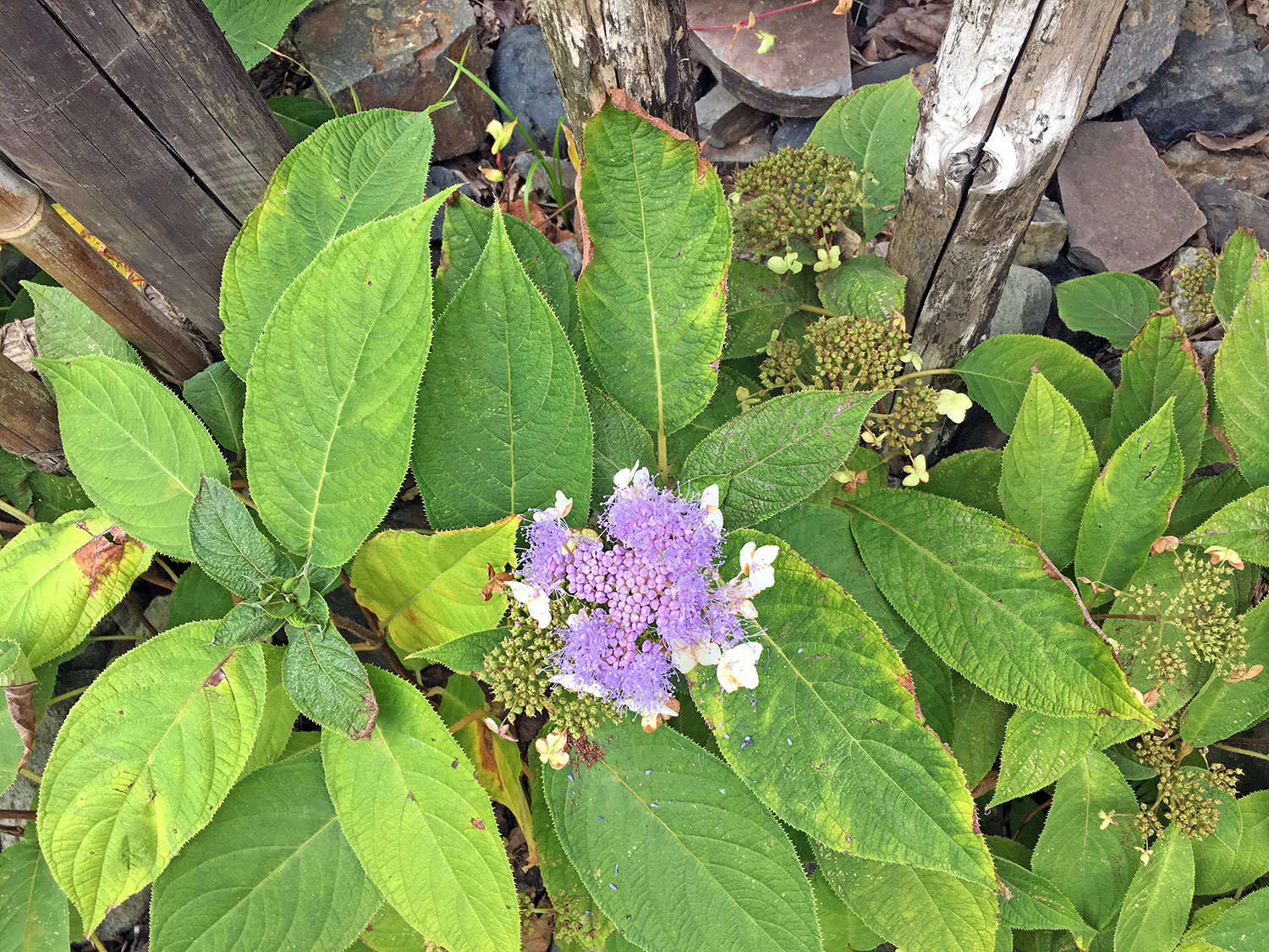 Sivun Hydrangea involucrata Siebold kuva