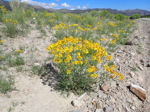 Image of Lemmon's rubberweed