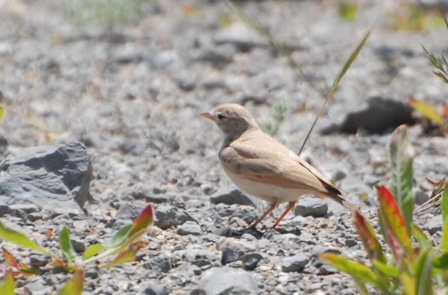 Image of Bar-tailed Desert Lark