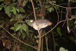 Image of White-throated Tinamou