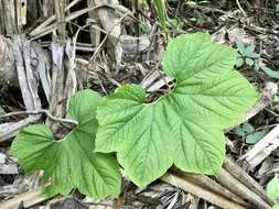 Image de Tacca ankaranensis Bard.-Vauc.