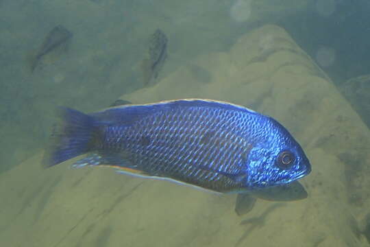 Image of Copadichromis