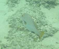 Image of Lemon sweetlips