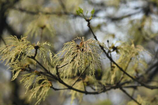 Image of Chinese ash