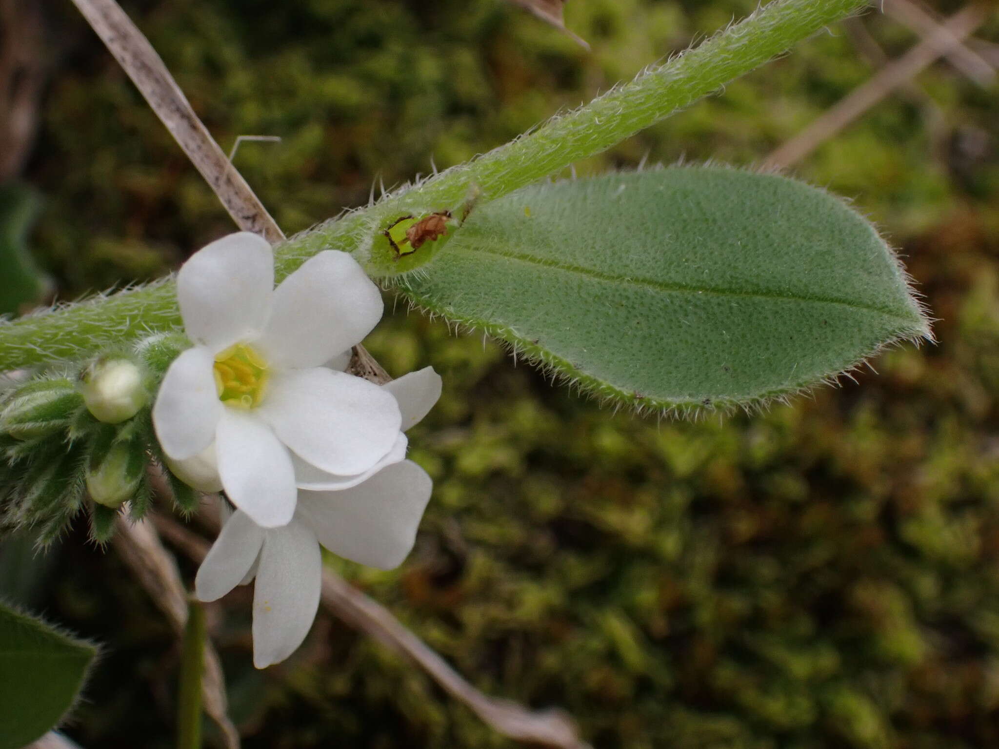 Imagem de Myosotis lytteltonensis (Laing & A. Wall) de Lange