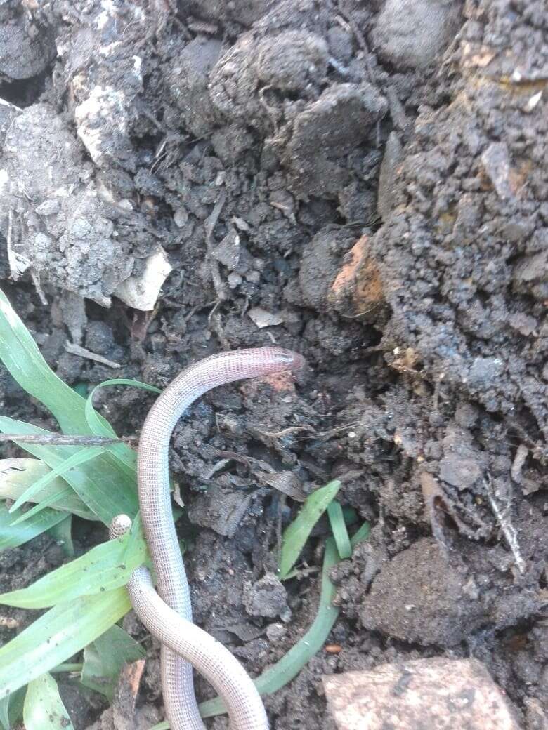 Image of South American Worm Lizard