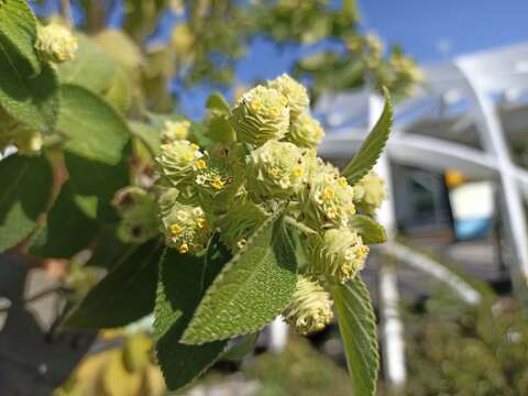 Image of Lippia gentryi Standl.