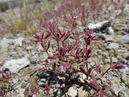 Image of Brewer's Monkey-Flower