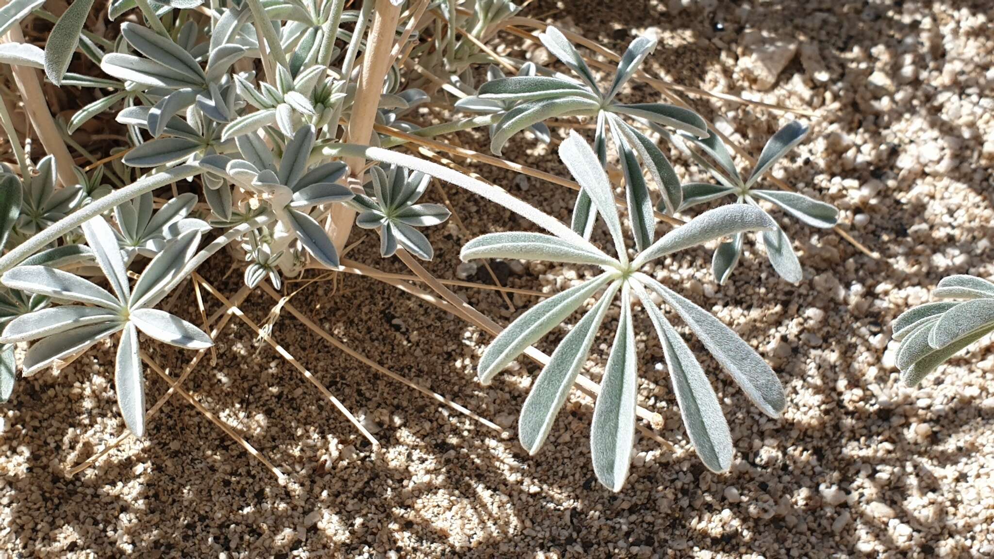 Imagem de Lupinus excubitus var. medius (Jeps.) Munz