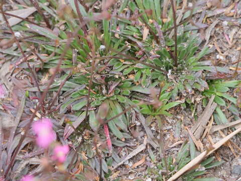 Stylidium caespitosum R. Br. resmi