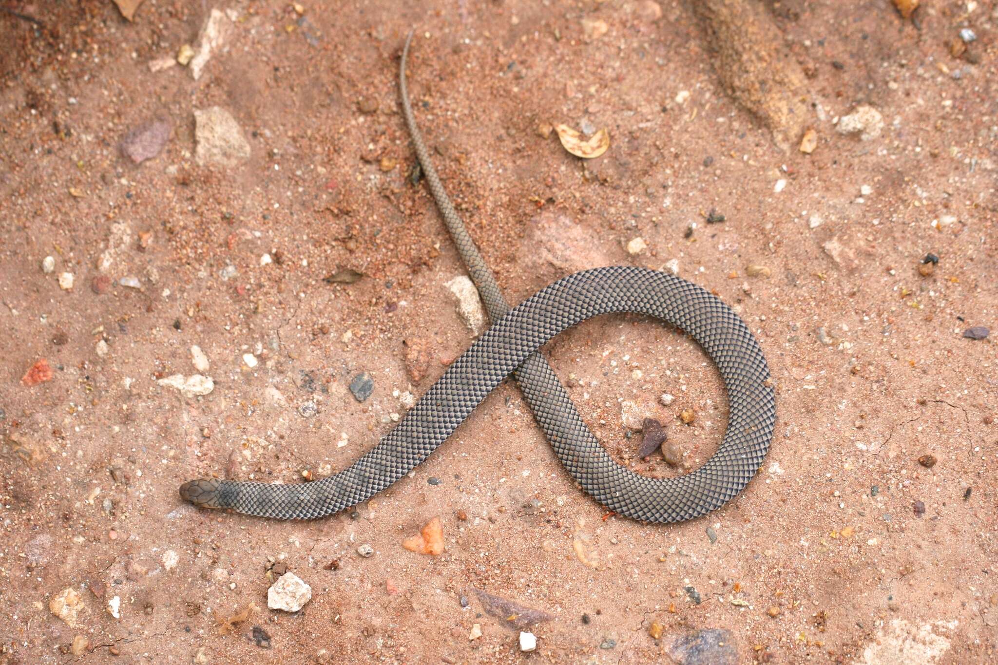 Image of Plumbeous or Reticulated Centipede Eater