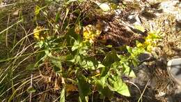 Plancia ëd Solidago virgaurea subsp. taurica (Juz.) Tzvel.