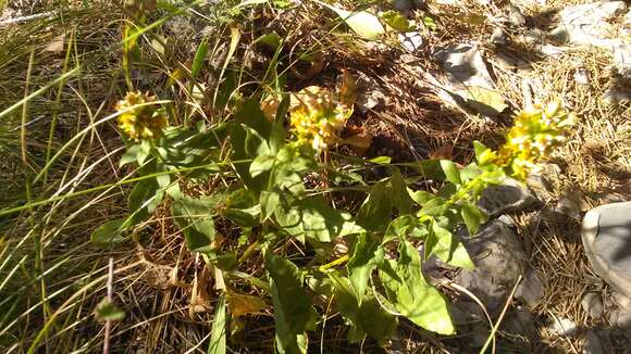 Image of Solidago virgaurea subsp. taurica (Juz.) Tzvel.