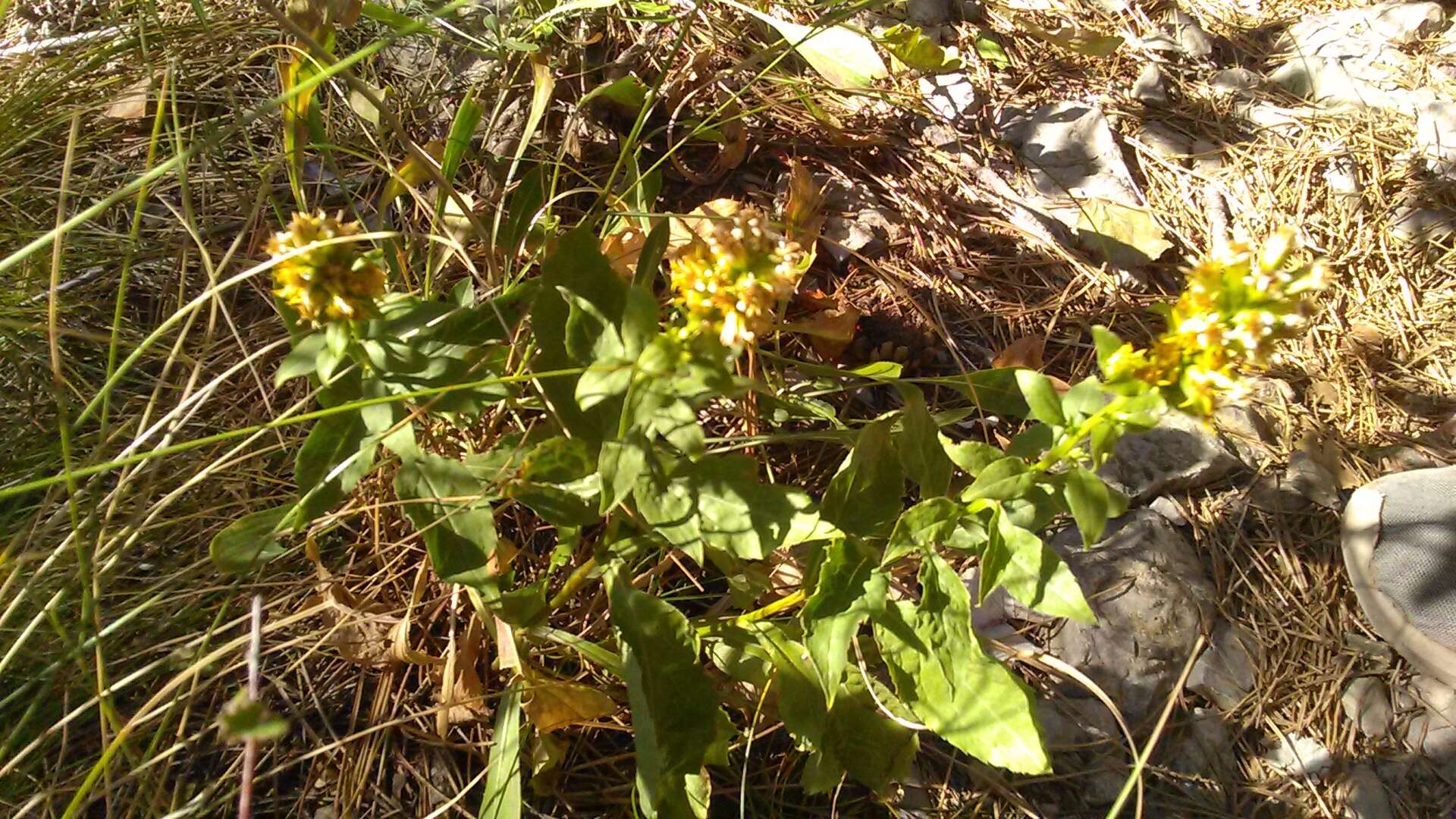 Imagem de Solidago virgaurea subsp. taurica (Juz.) Tzvel.