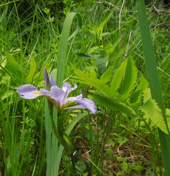 Image de blue flag iris versicolore