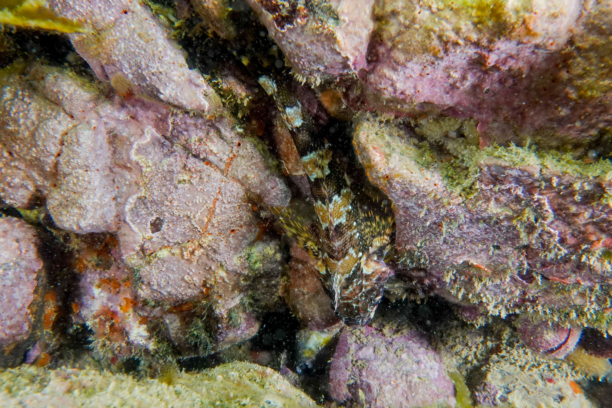 Image of New Zealand Scaly-headed Triplefin