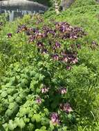 Image of Aquilegia oxysepala Trautv. & C. A. Mey.