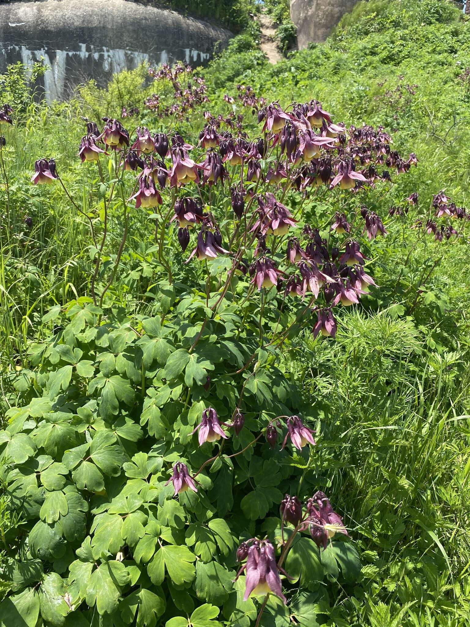 Plancia ëd Aquilegia oxysepala Trautv. & C. A. Mey.