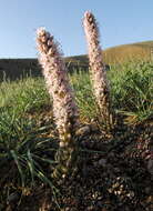 Image de Orostachys thyrsiflora (DC.) Fisch. ex Sweet