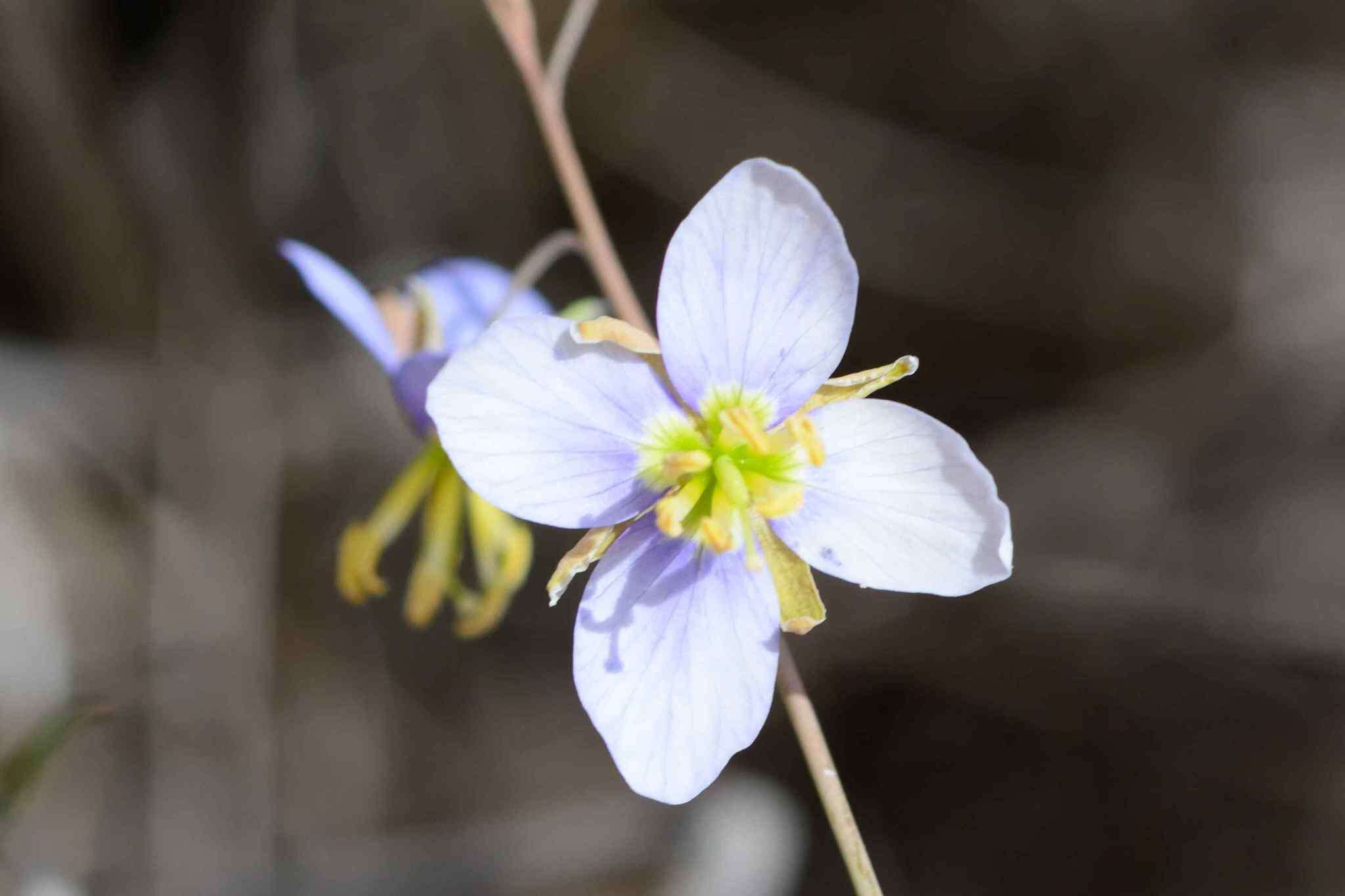 Image of Heliophila leptophylla Schltr.