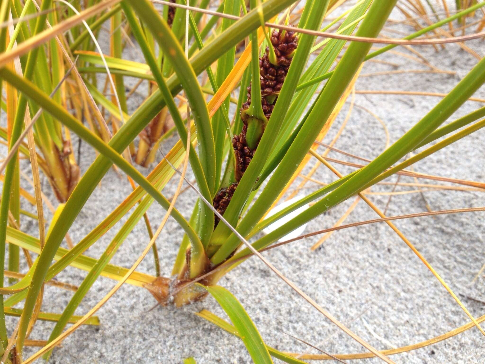 Plancia ëd Ficinia spiralis (A. Rich.) Muasya & de Lange