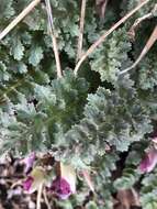 Image of dwarf lousewort