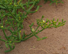 Image of Tetraena coccinea (L.) Beier & Thulin