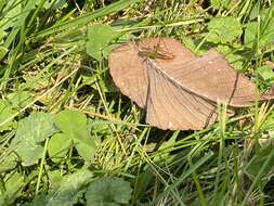 Слика од Conocephalus (Conocephalus) nemoralis (Scudder & S. H. 1875)