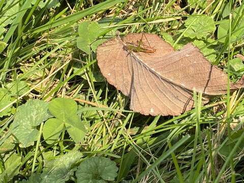 Image of Woodland Meadow Katydid