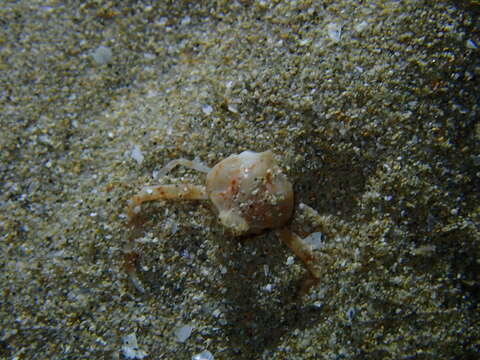 Image of smooth nut crab