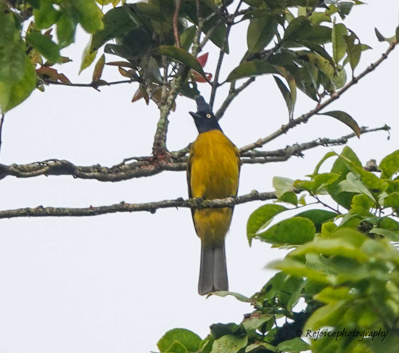 Image of Black-crested Bulbul