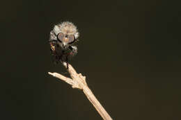 صورة Heteropogon currani Pritchard 1935