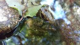 Image of Iberian Frog