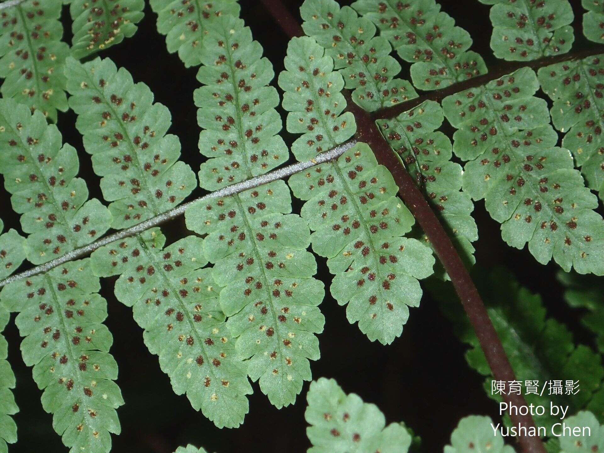 Image of Cornopteris banajaoensis (C. Chr.) K. Iwats. & M. G. Price