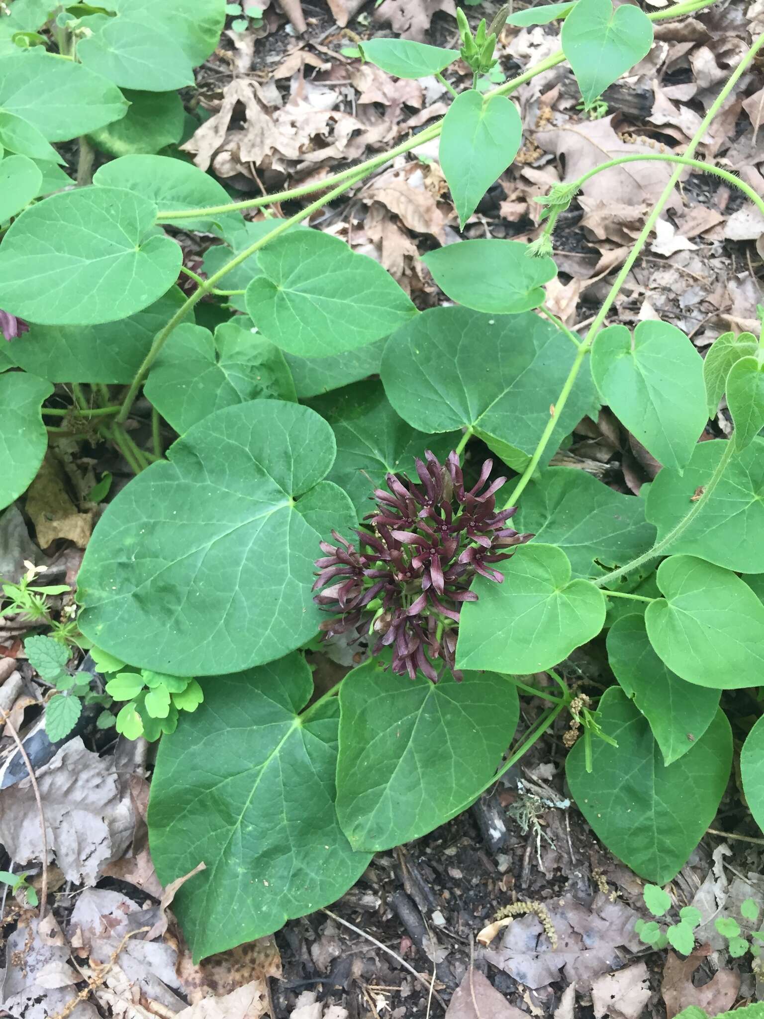 Image of oldfield milkvine