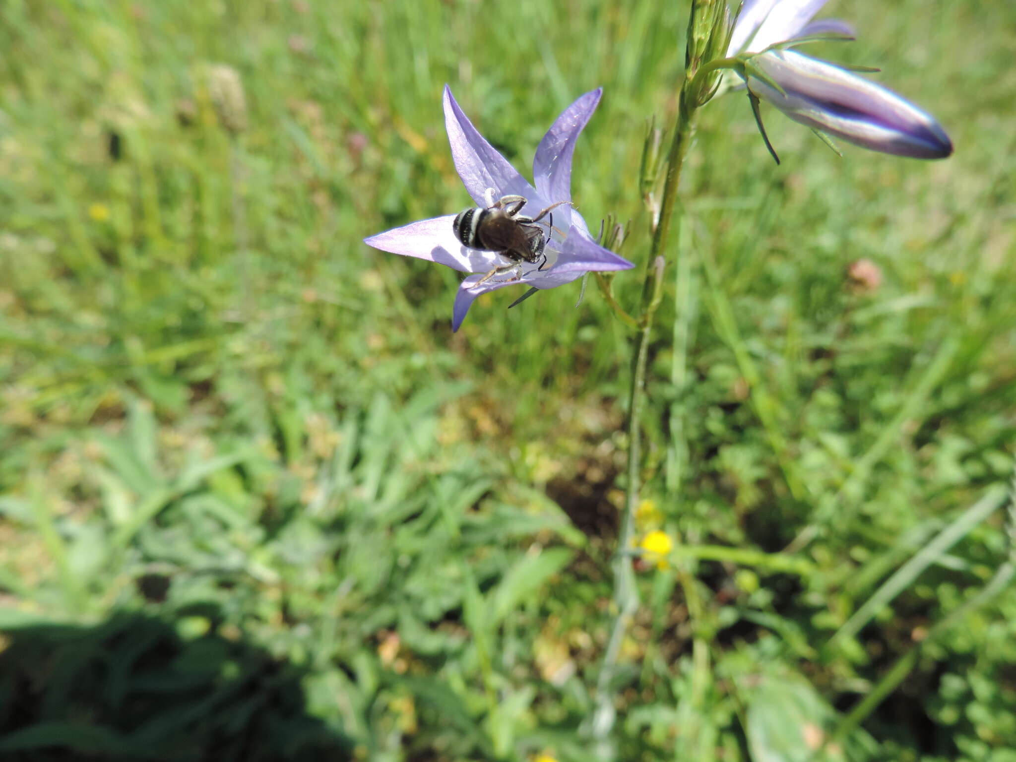 Lasioglossum costulatum (Kriechbaumer 1873)的圖片