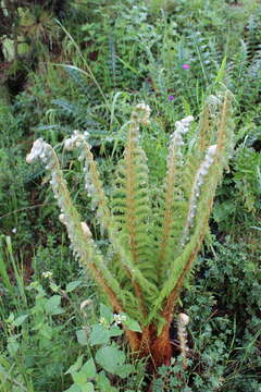 Sivun Polystichum speciosissimum (A. Br. ex Kunze) Copel. kuva