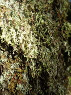 Image of Herre's ragged lichen