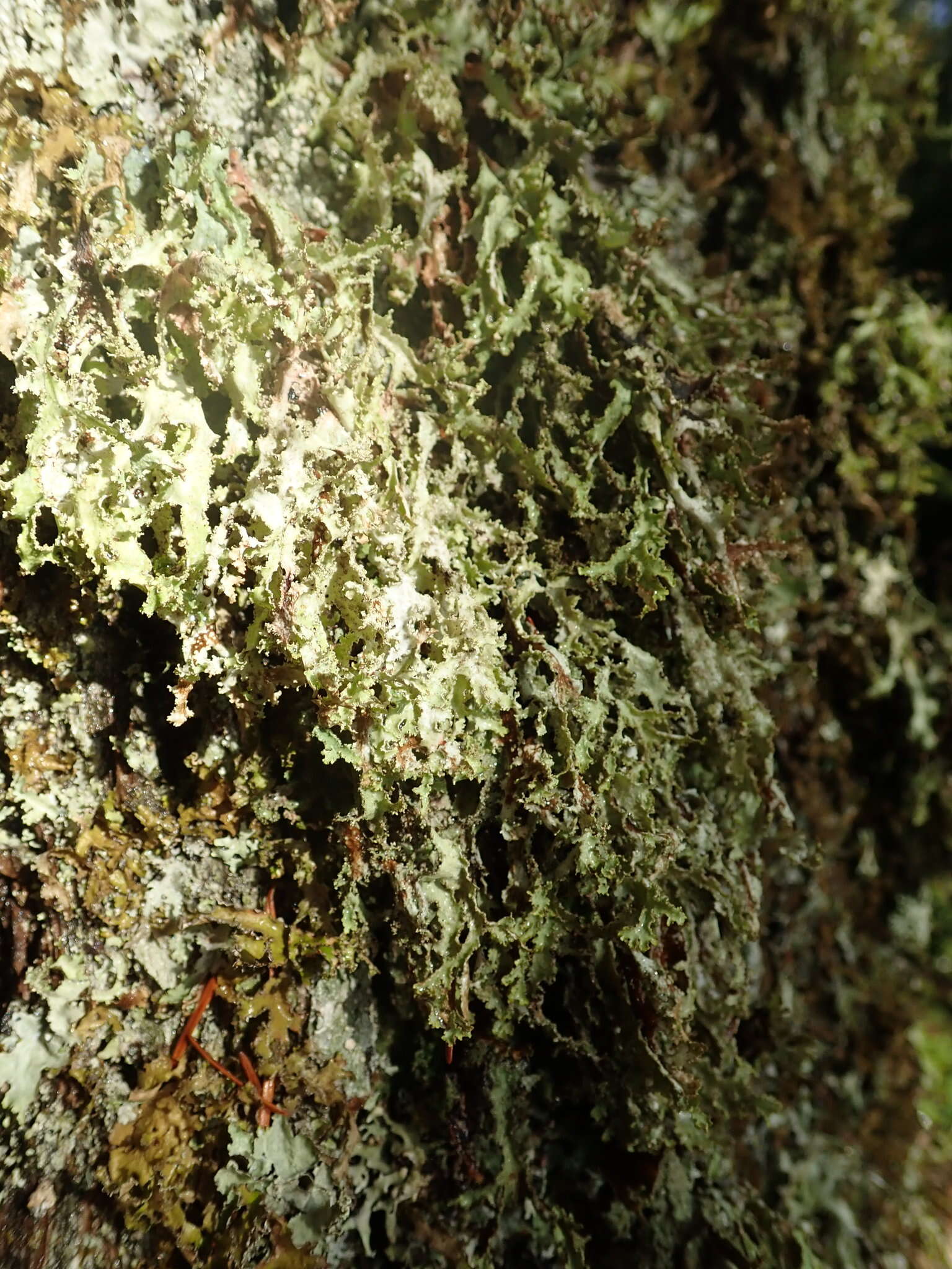 Image of Herre's ragged lichen